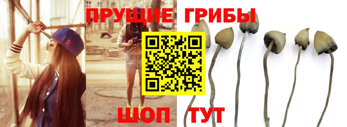Галлюциногенные грибы мицелий Губкин